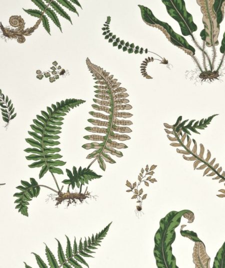 Ferns - Papier Peint
