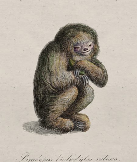 BLUSHING SLOTH